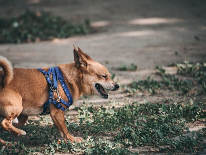 Bark Control Collars and Their Practical Uses